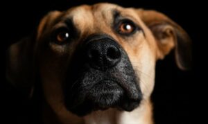 FORMATION COMPORTEMENTALISTE CANIN