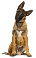 chien malinois